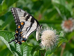 Eastern Tiger Swallowtail 